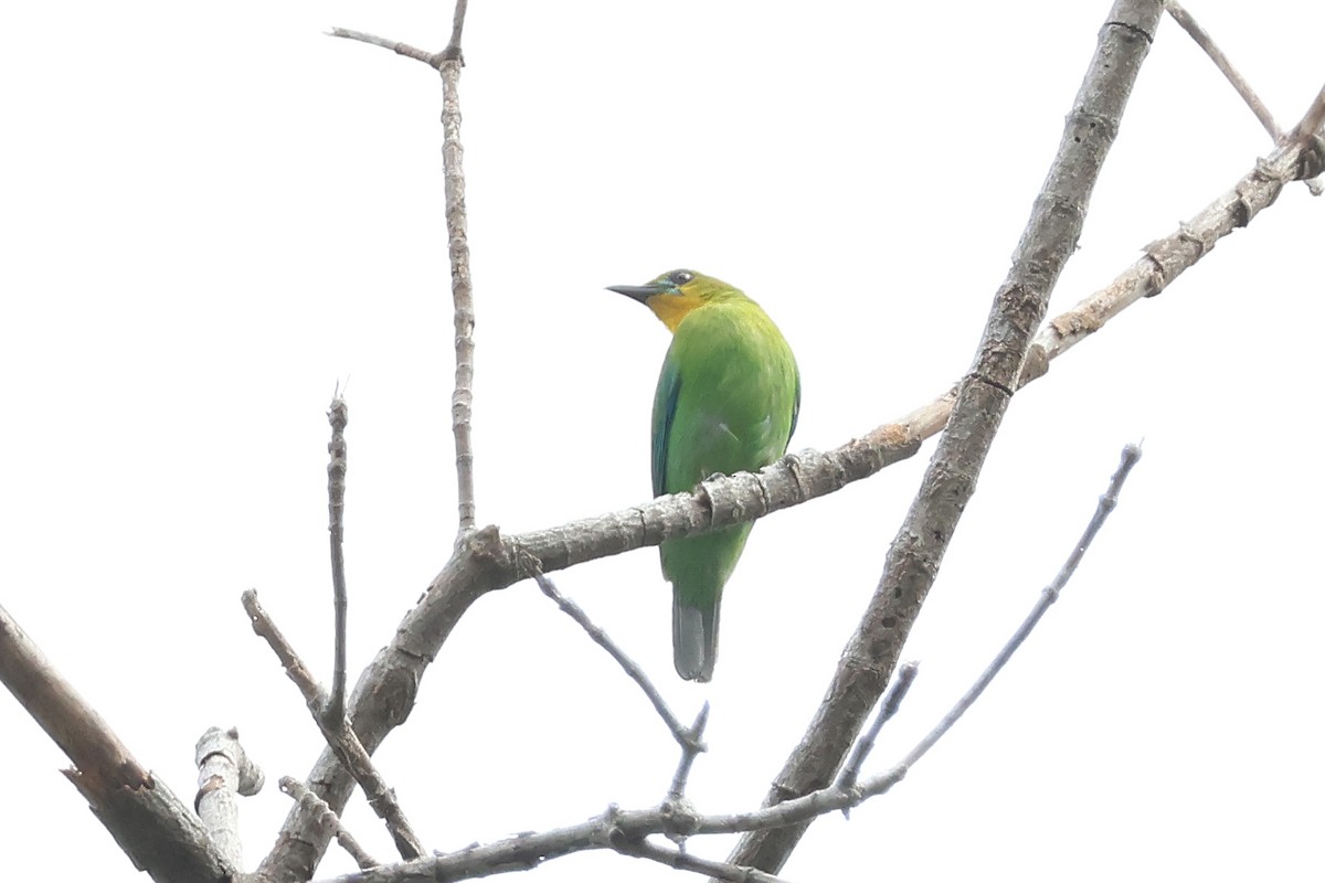 Yellow-throated Leafbird - ML636491496
