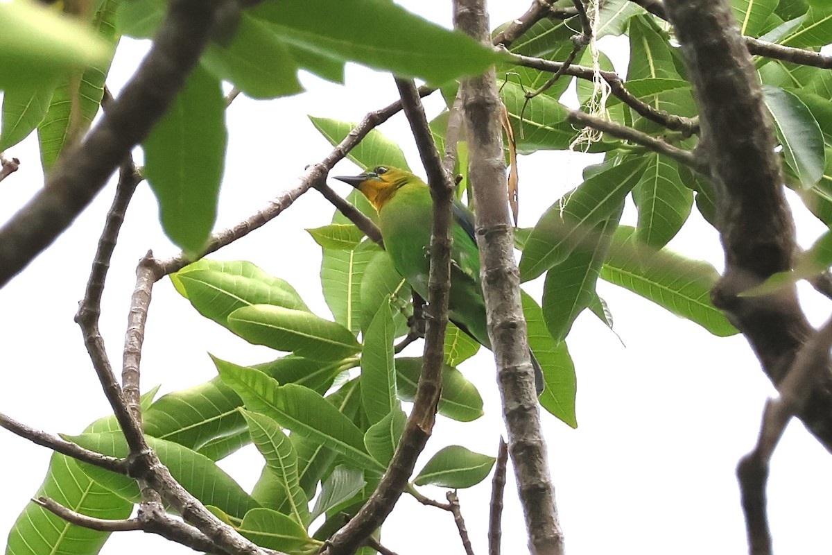 Yellow-throated Leafbird - ML636491497