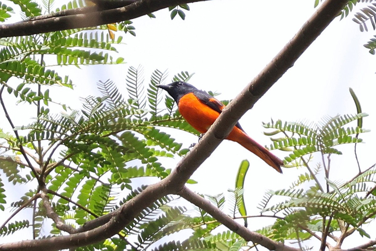 Fiery Minivet - ML636491545