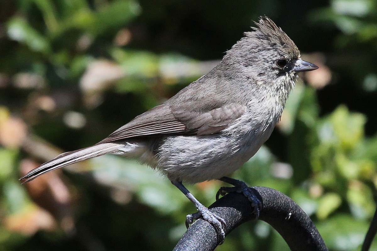 Oak Titmouse - ML636491577