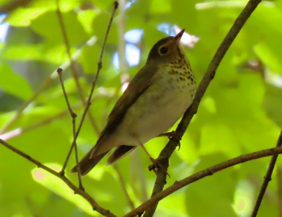 Swainson's Thrush - ML636491598
