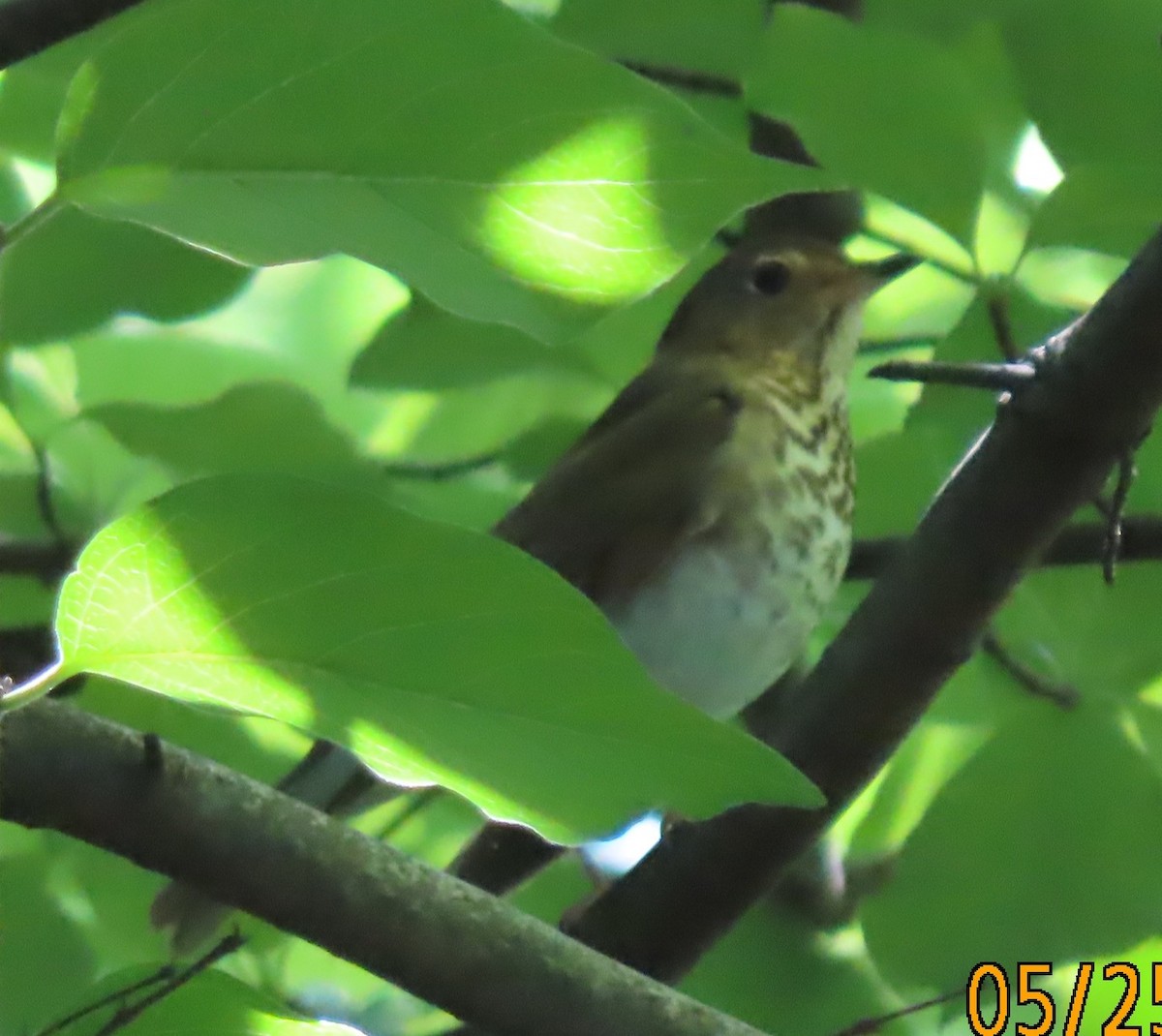 Swainson's Thrush - ML636491608