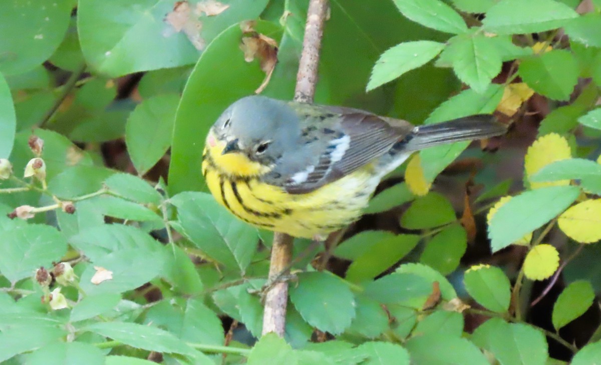 Magnolia Warbler - ML636491625