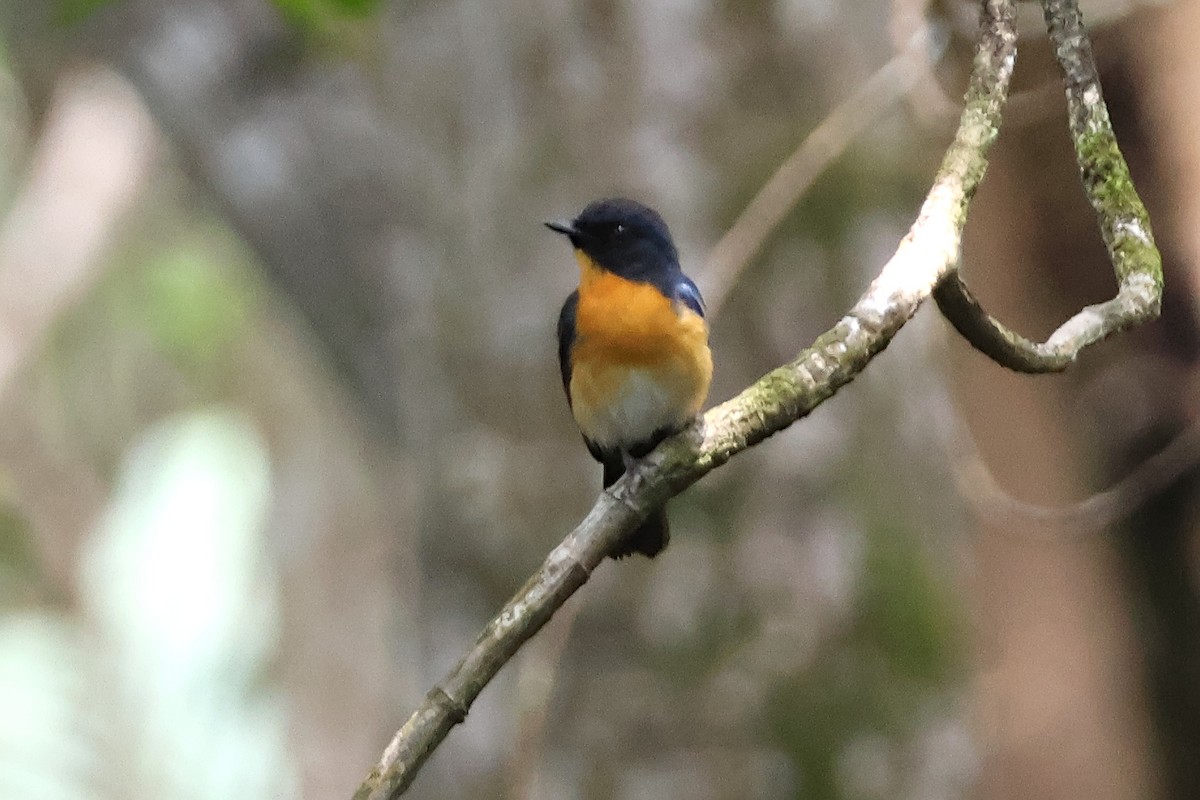Mangrove Blue Flycatcher - ML636491629