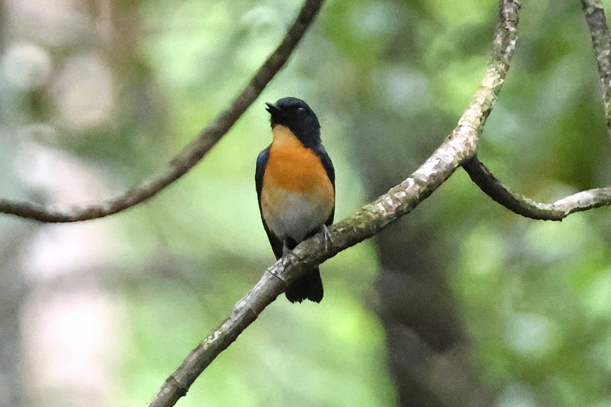 Mangrove Blue Flycatcher - ML636491632