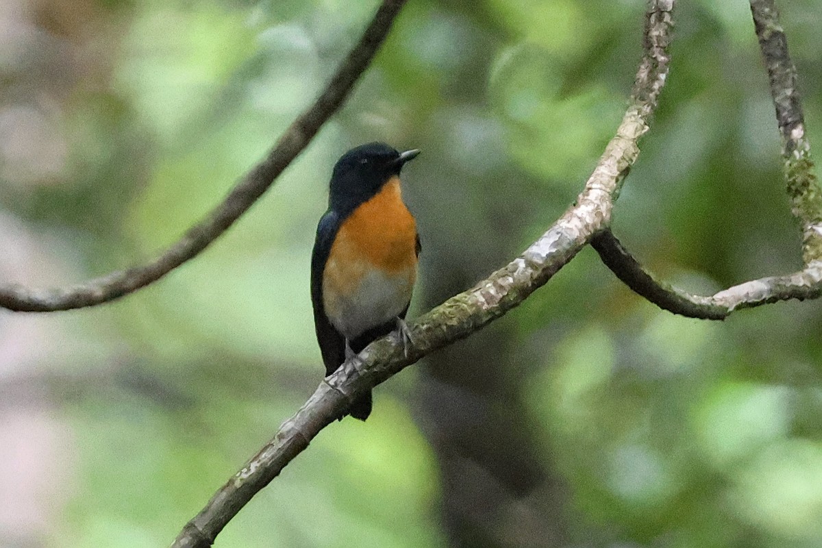 Mangrove Blue Flycatcher - ML636491633