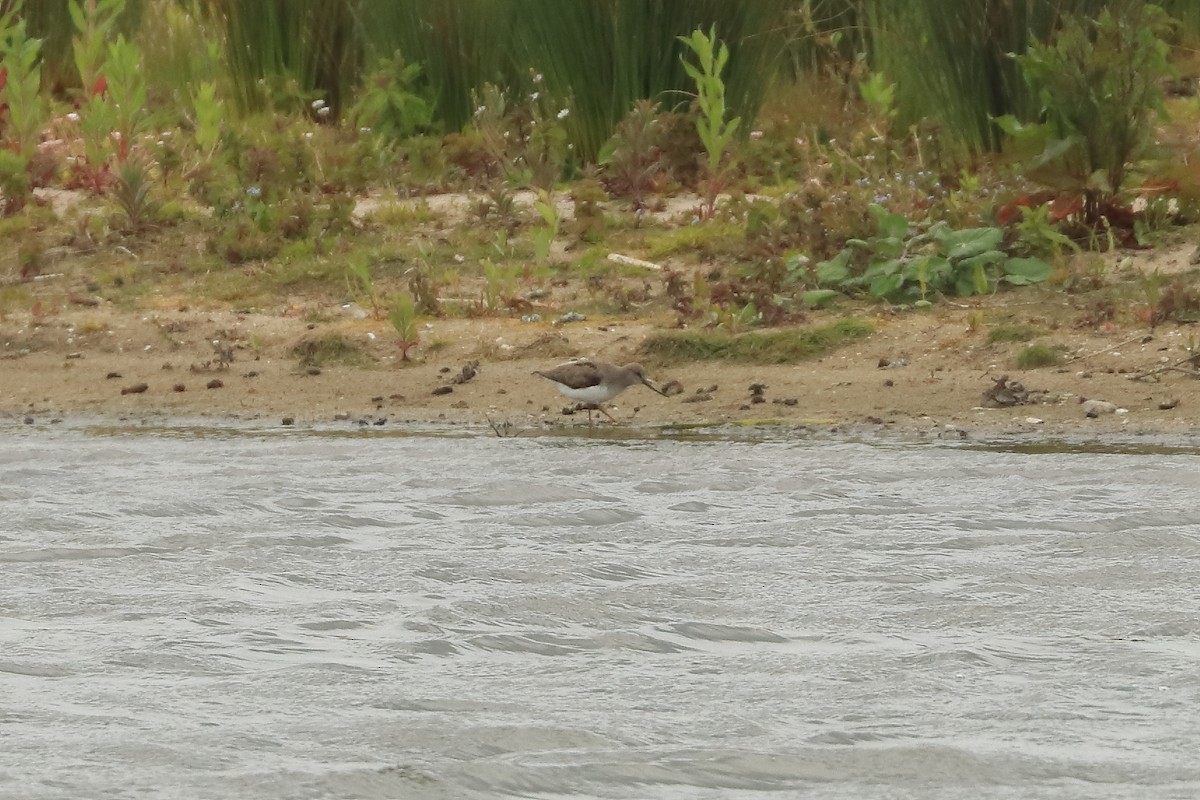 Terek Sandpiper - ML636491643