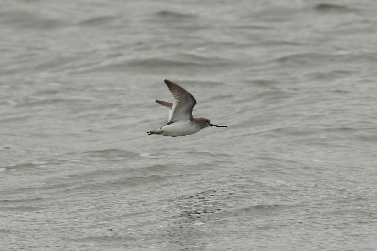 Terek Sandpiper - ML636491644