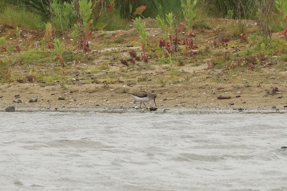 Terek Sandpiper - ML636491645