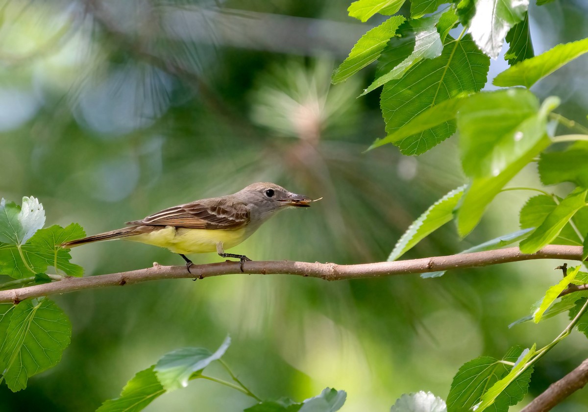 Great Crested Flycatcher - Jim Easton