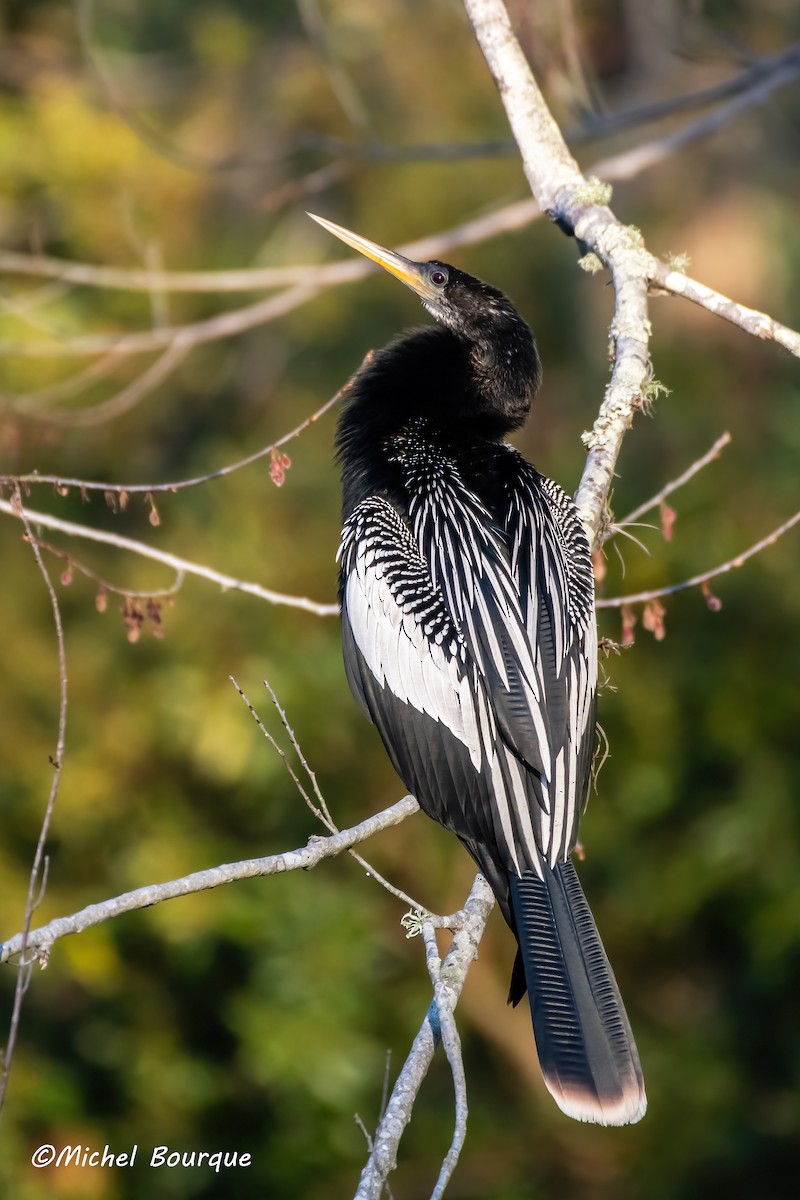 Anhinga - ML636491684