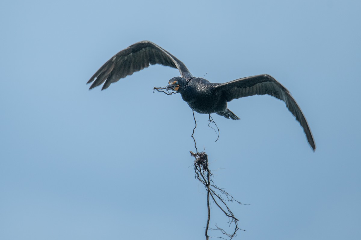 Double-crested Cormorant - ML636491871