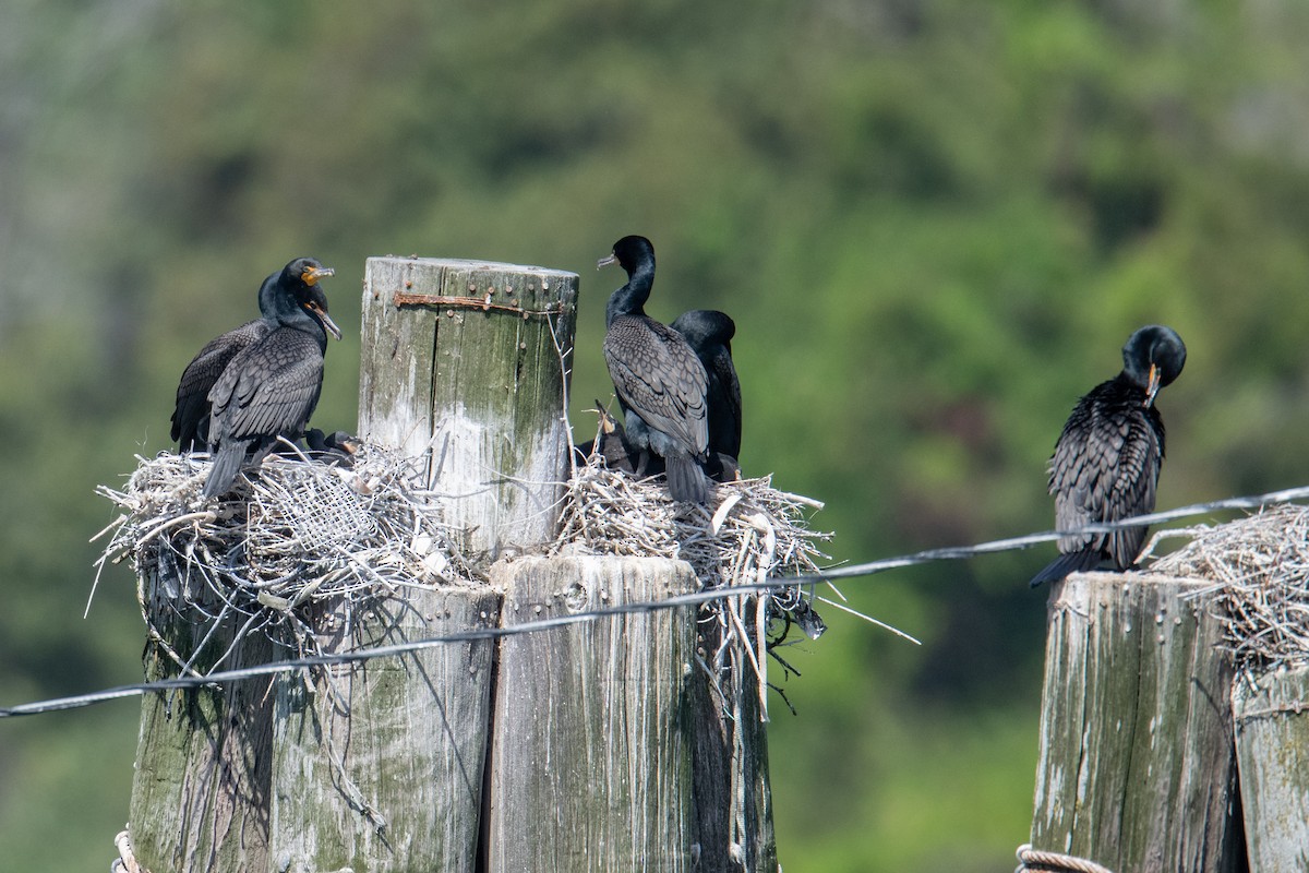 Double-crested Cormorant - ML636491872