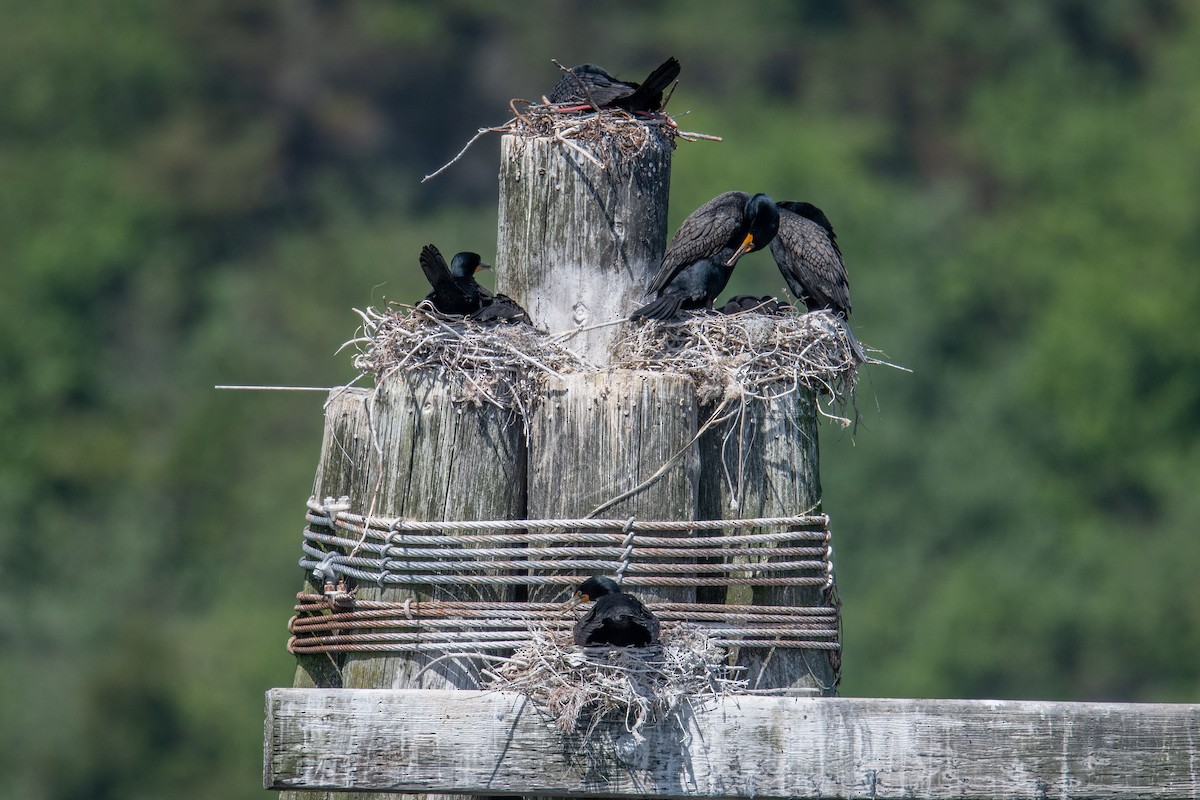 Double-crested Cormorant - ML636491873