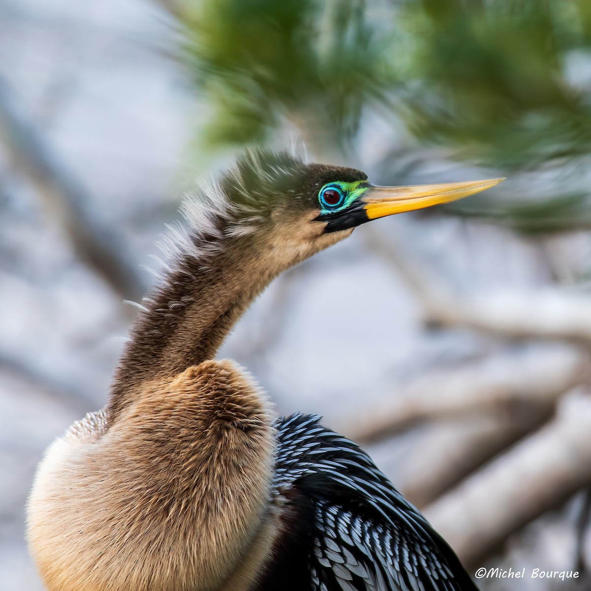 Anhinga - ML636492002
