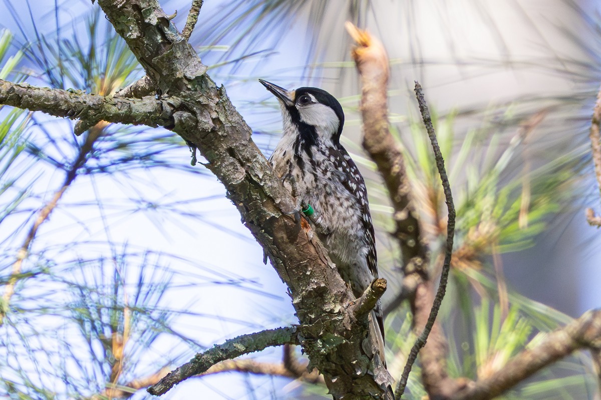Red-cockaded Woodpecker - Todd Dixon