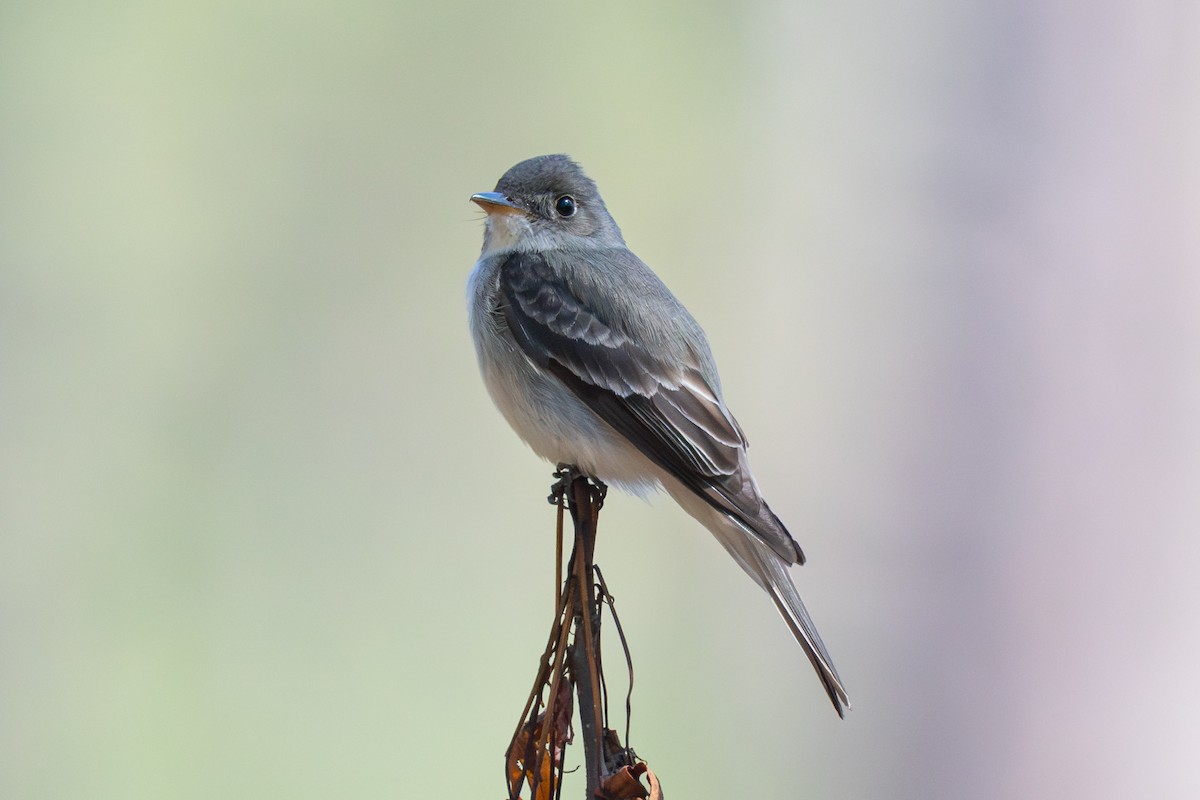 Eastern Wood-Pewee - Todd Dixon