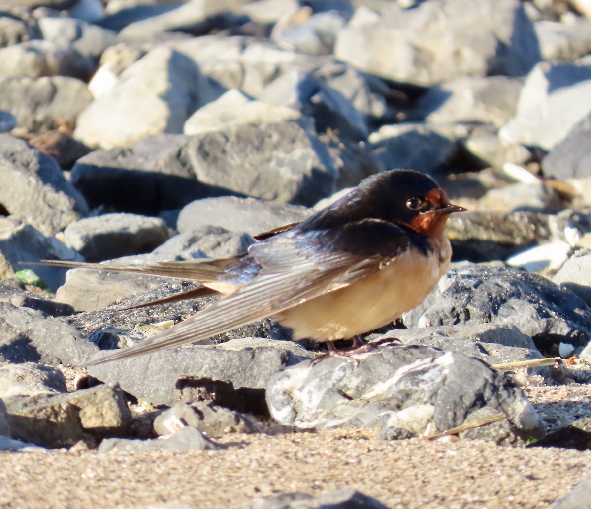 Hirondelle rustique - ML636492047