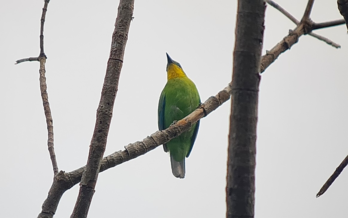 Yellow-throated Leafbird - ML636492055