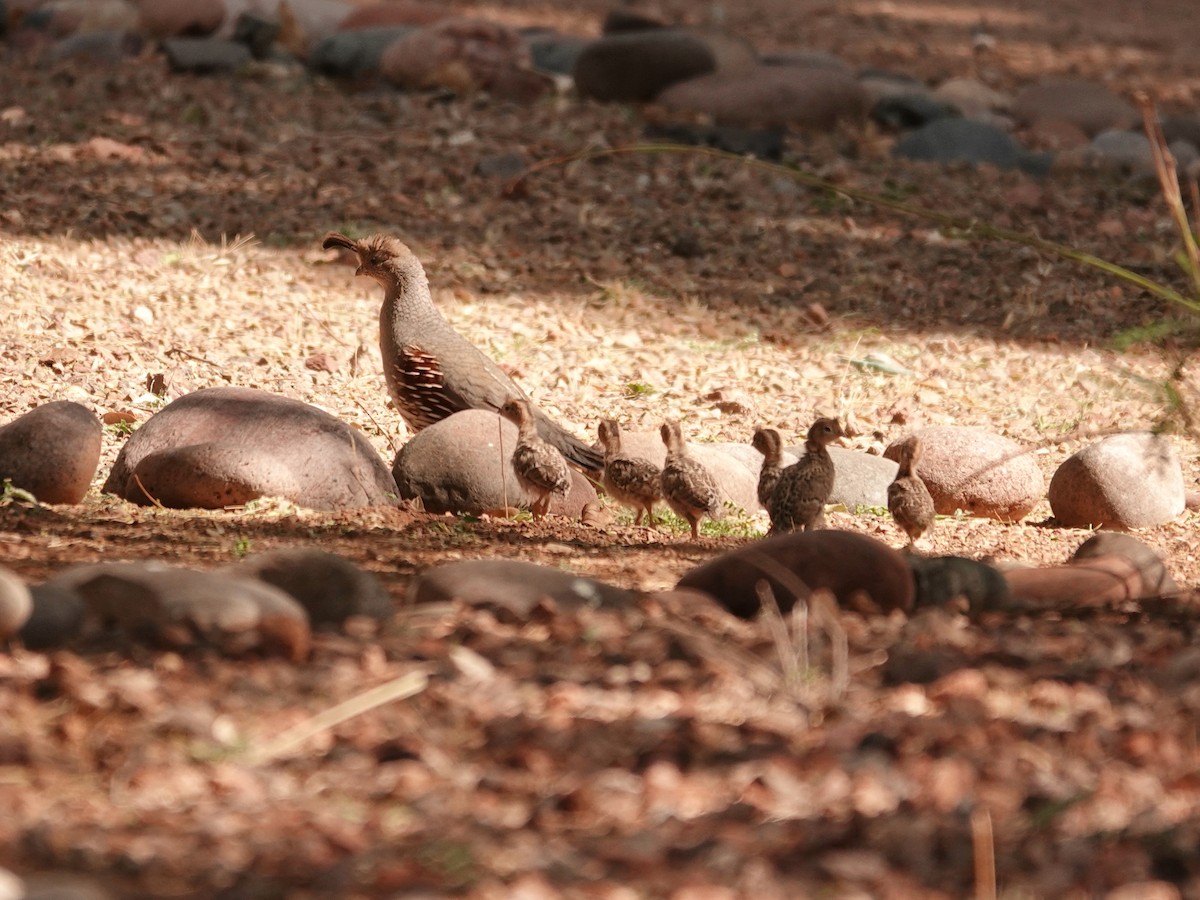 Gambel's Quail - ML636492133