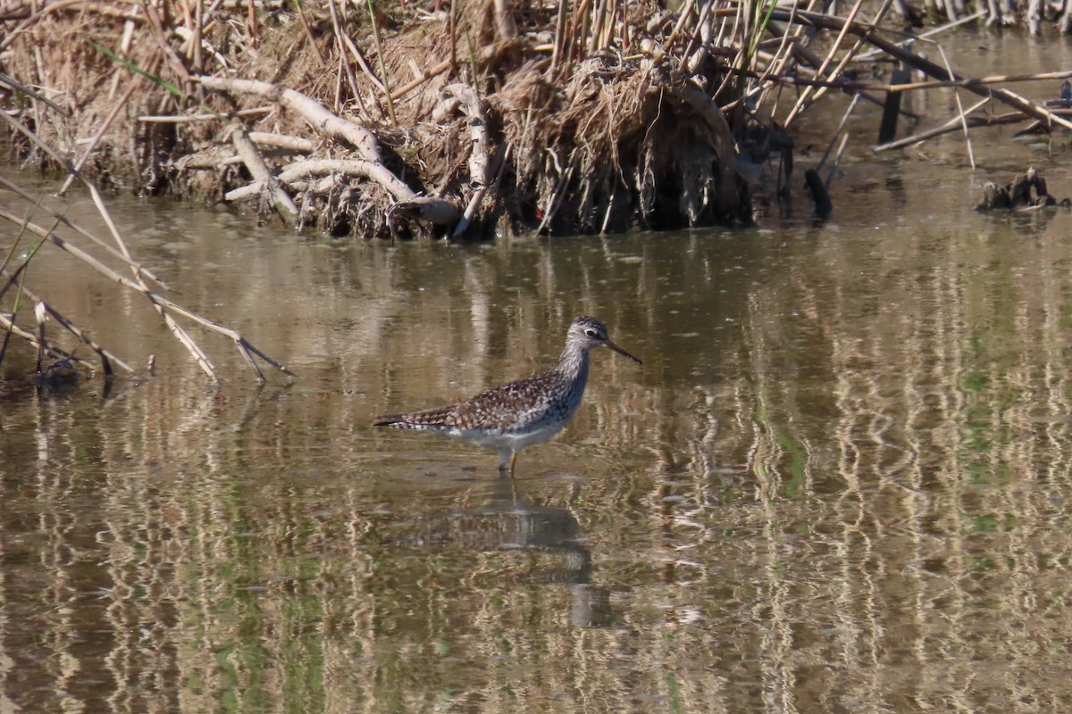 Lesser Yellowlegs - ML636492163