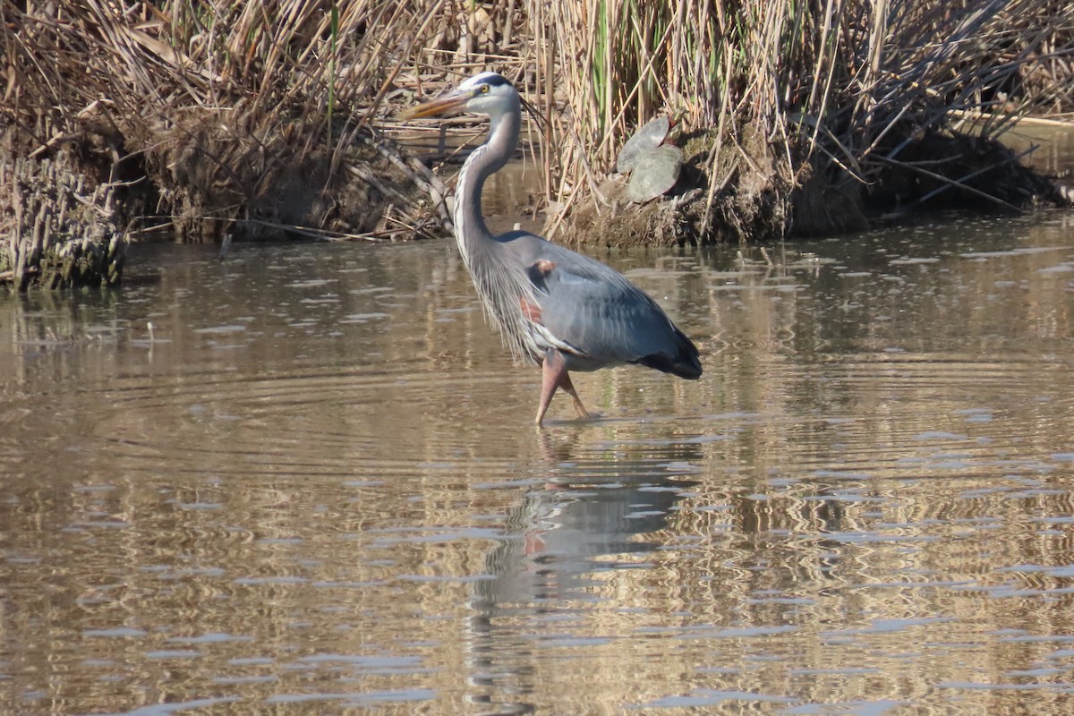 Great Blue Heron - ML636492171
