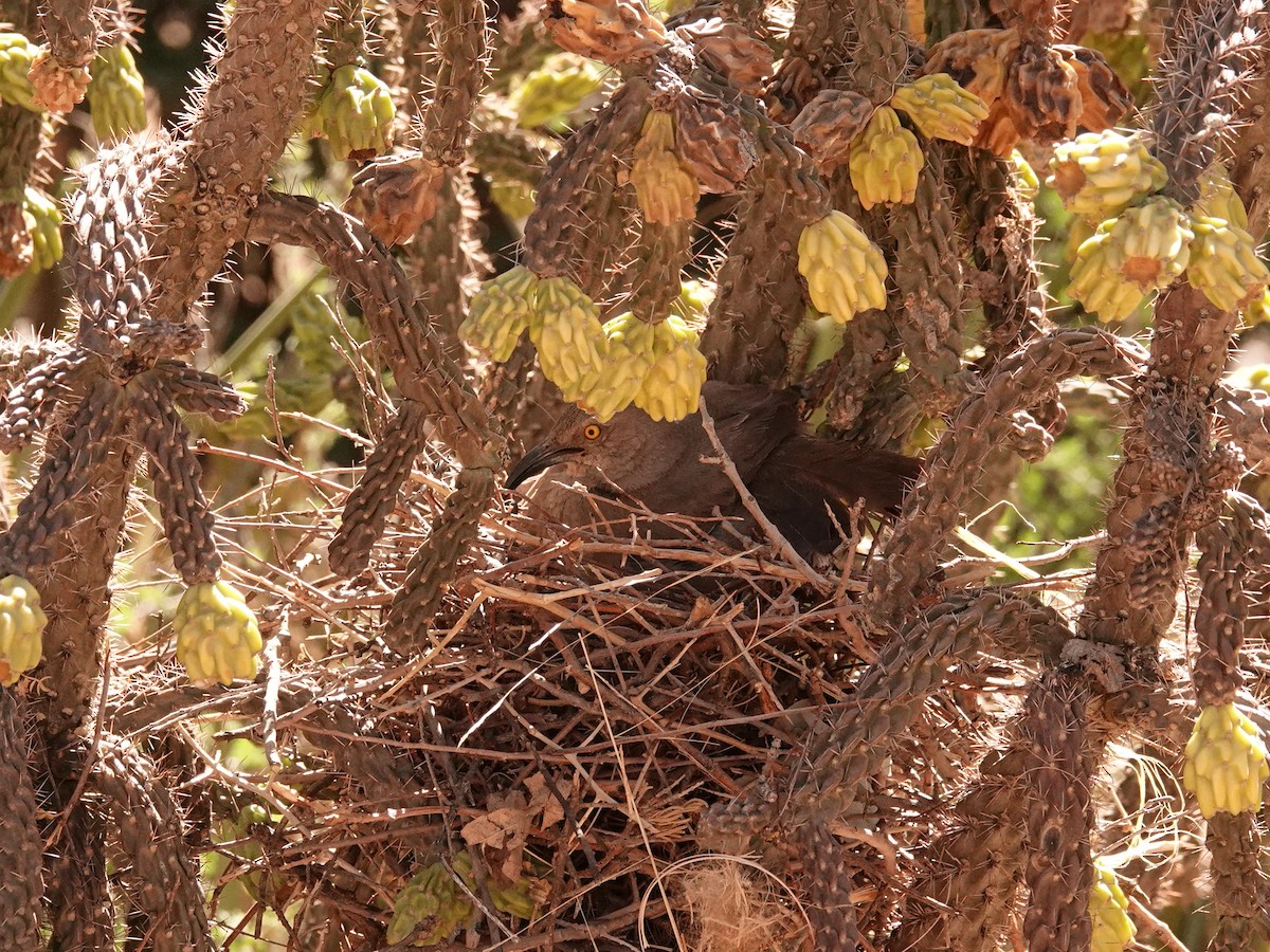 Curve-billed Thrasher - ML636492209