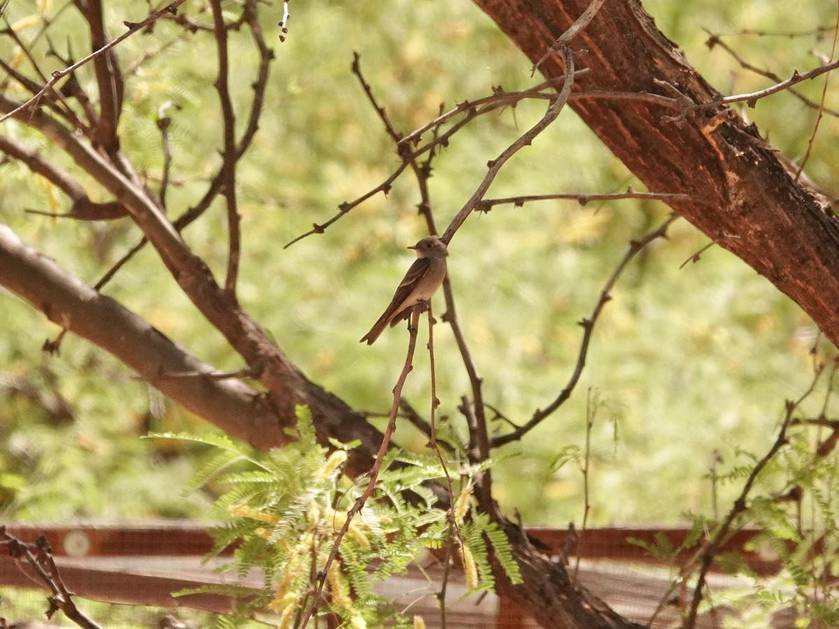 Western Wood-Pewee - ML636492257