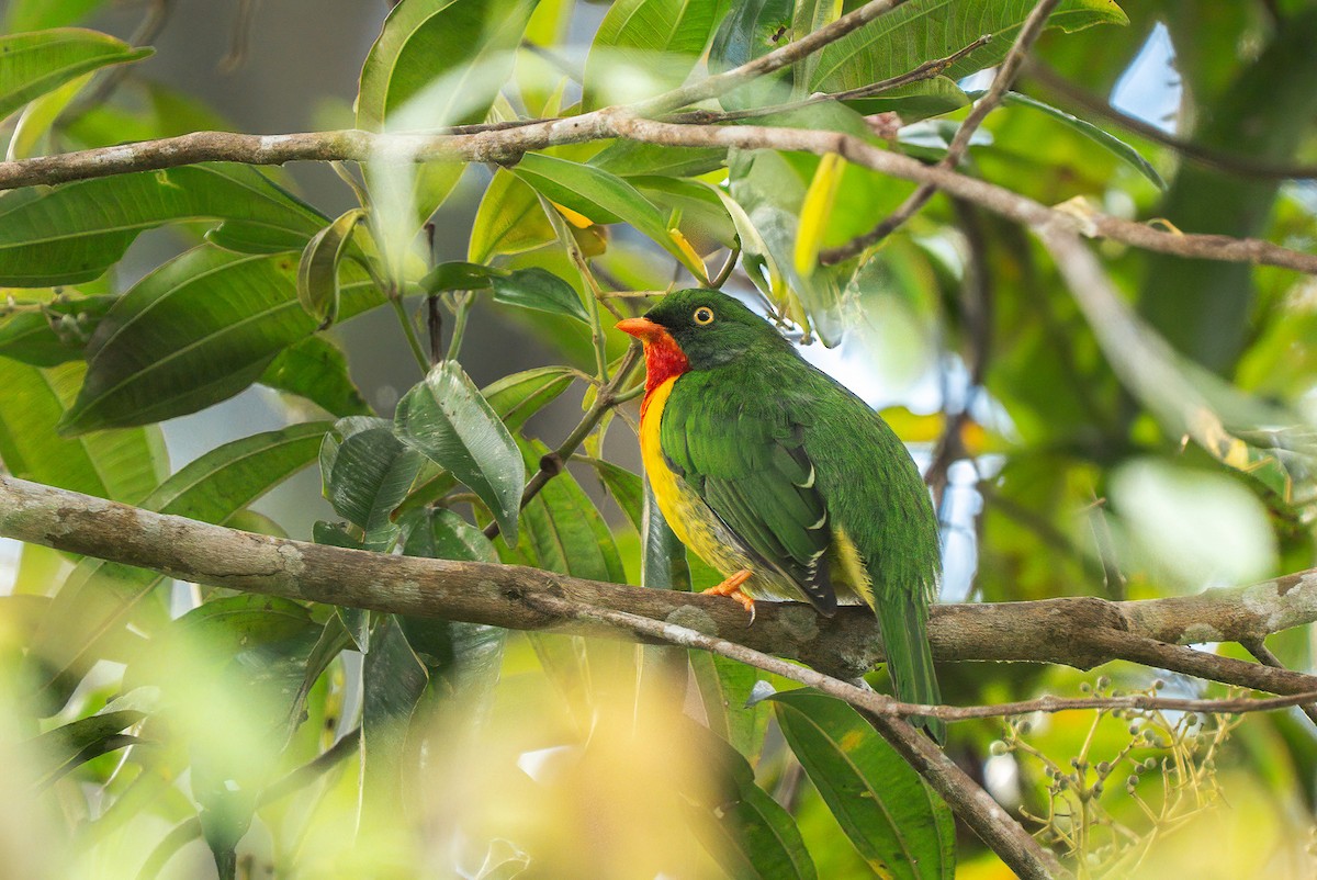 Scarlet-breasted Fruiteater - ML636492489