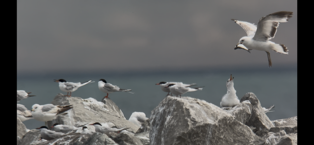 Forster's Tern - ML636492490