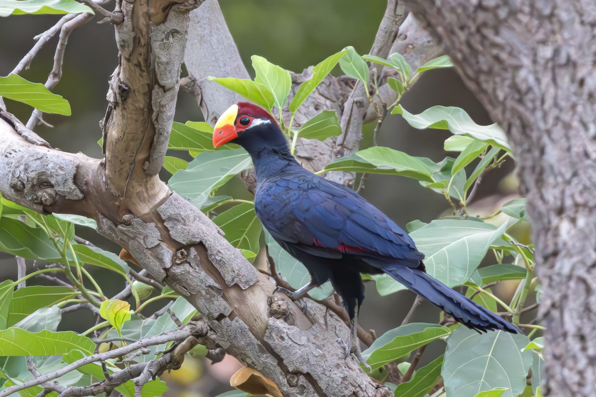 Violet Turaco - ML636492511