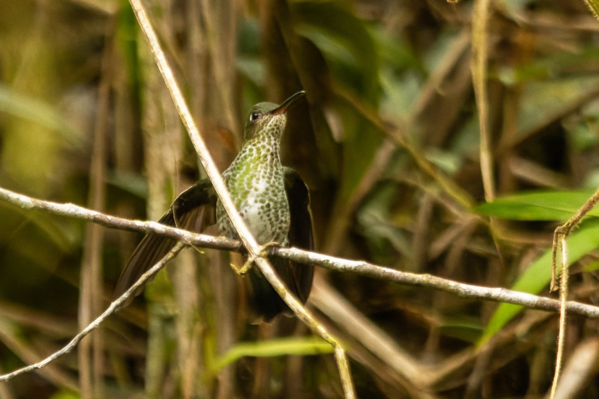 kolibřík kropenatý - ML636492547