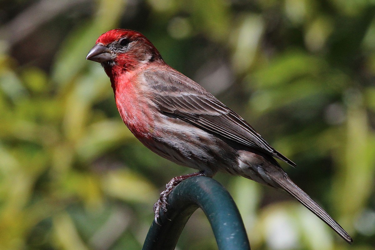 House Finch - ML636492566