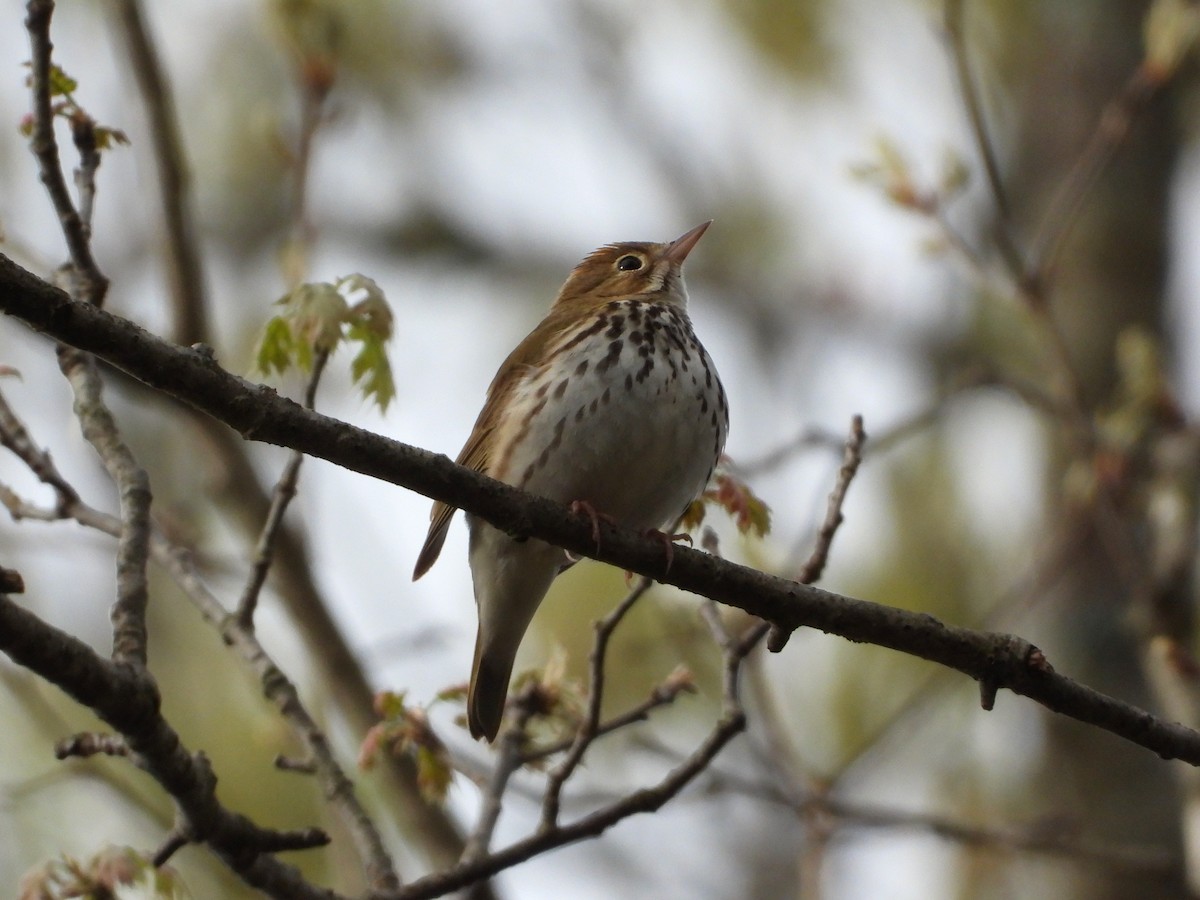 Paruline couronnée - ML636492585
