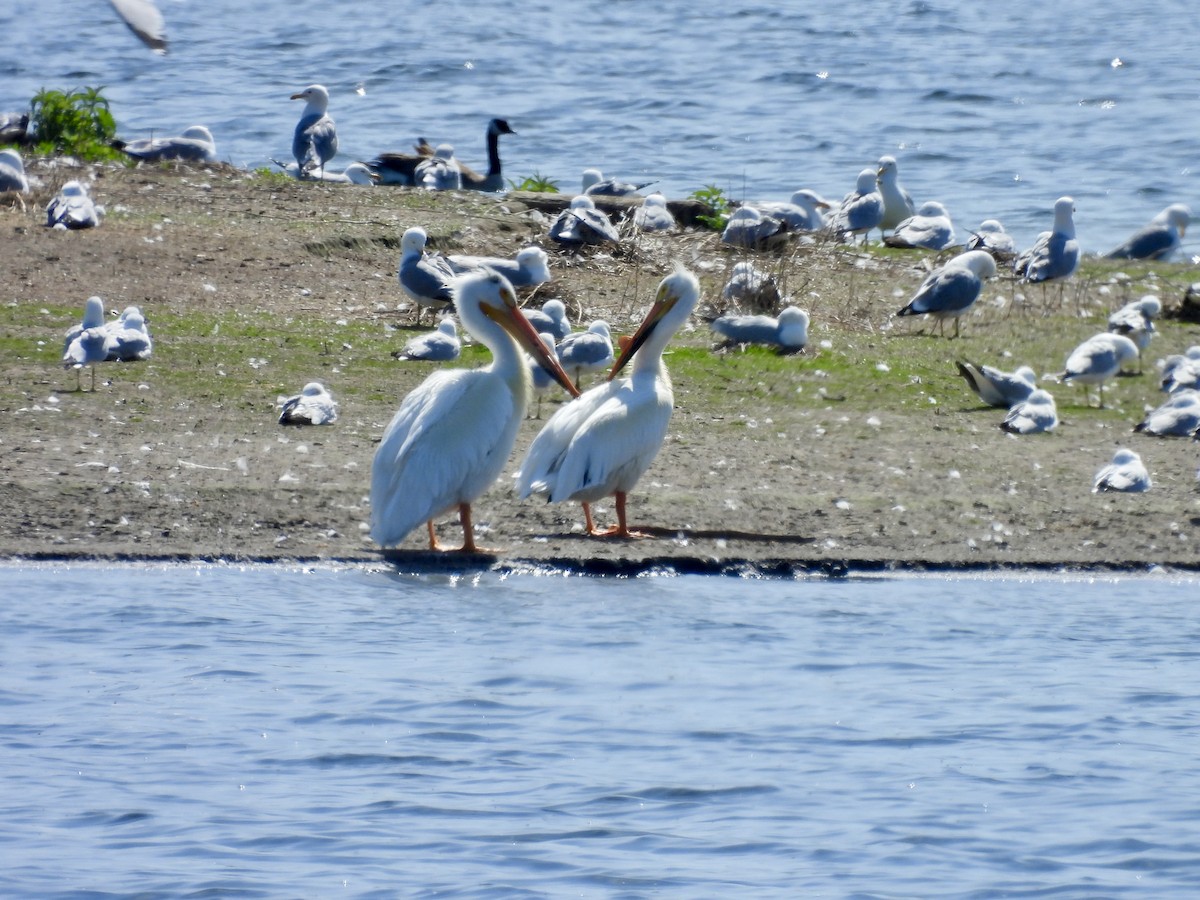American White Pelican - ML636492756