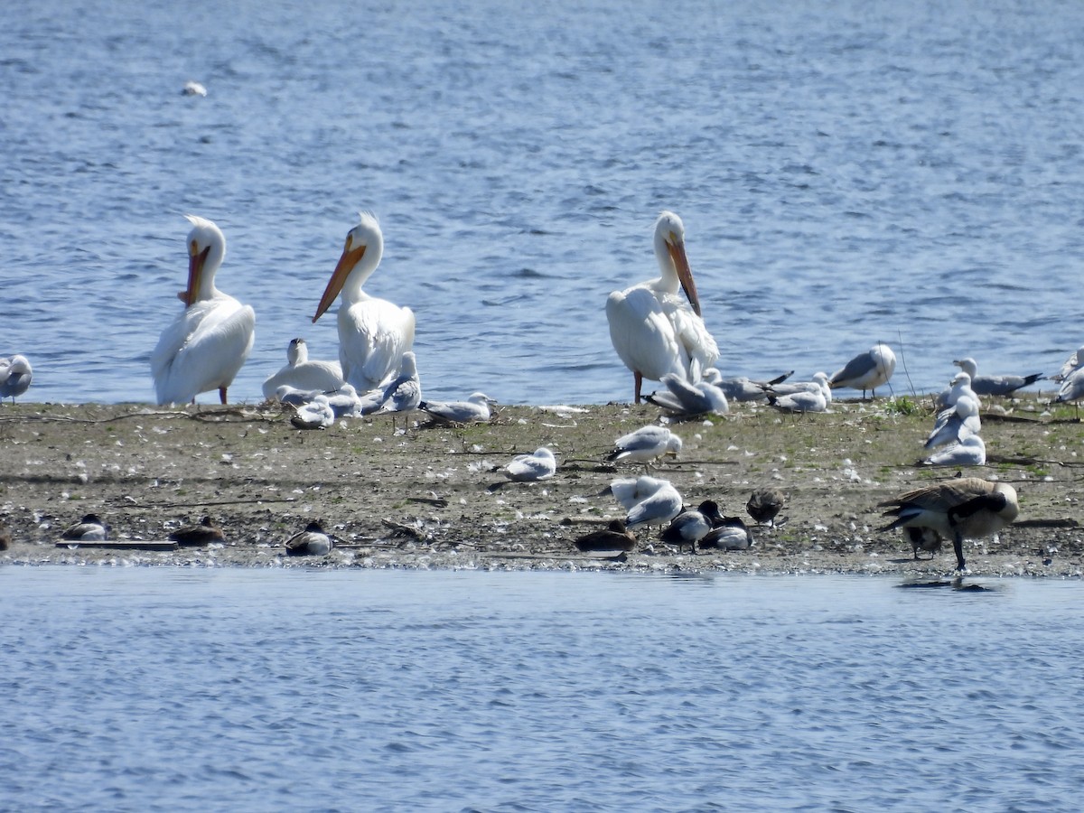 American White Pelican - ML636492757