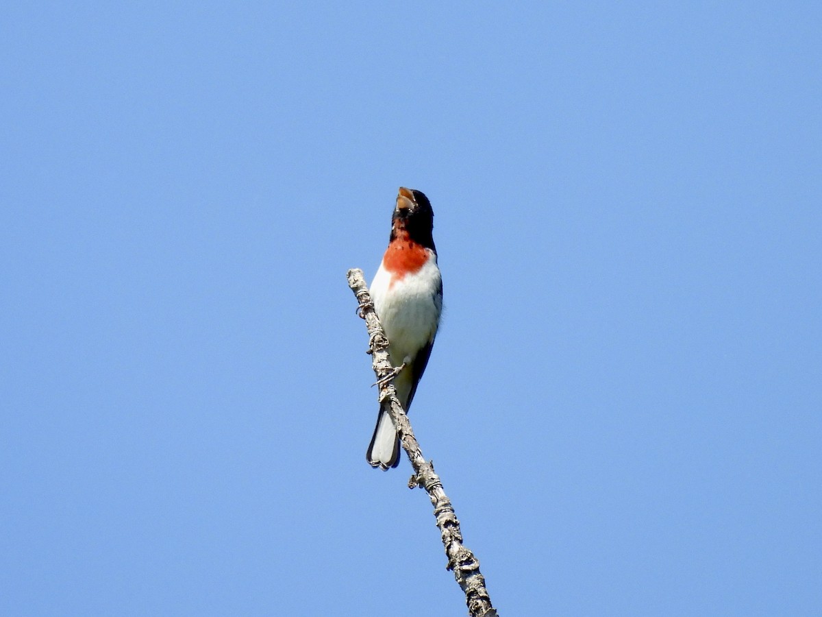 Rose-breasted Grosbeak - ML636492775