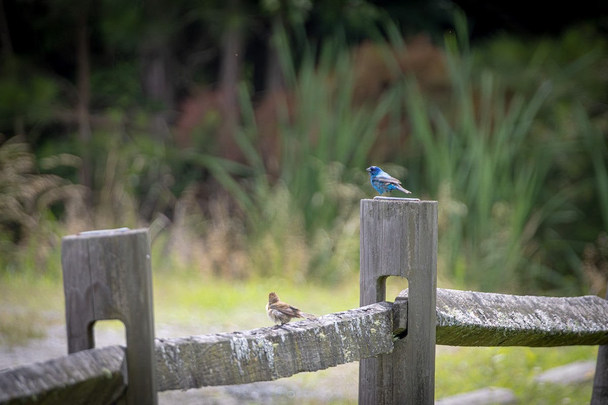 Indigo Bunting - ML636492784