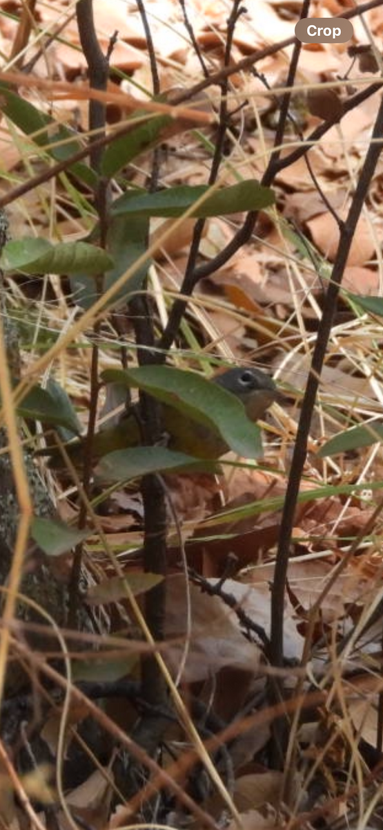 MacGillivray's Warbler - ML636492787