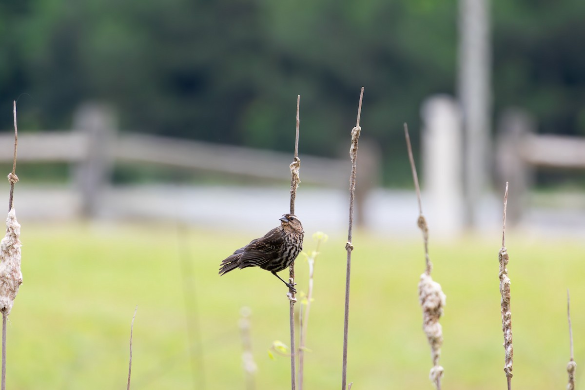Red-winged Blackbird - ML636492808