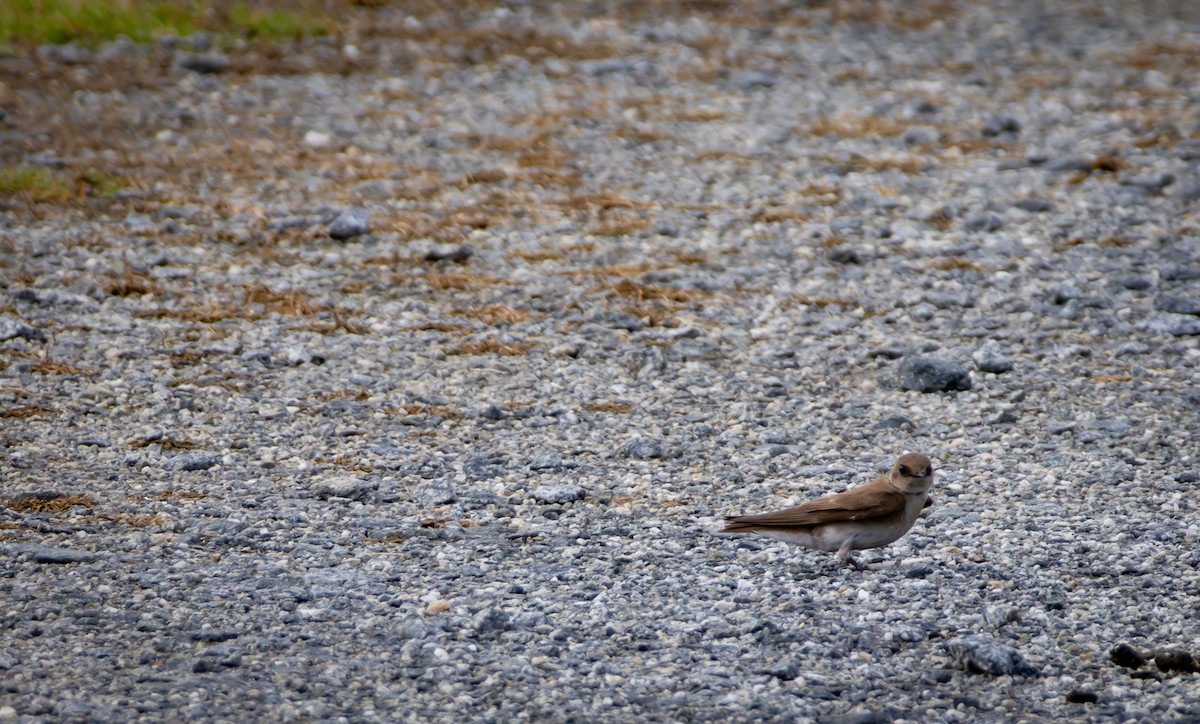 Northern Rough-winged Swallow - ML636492840