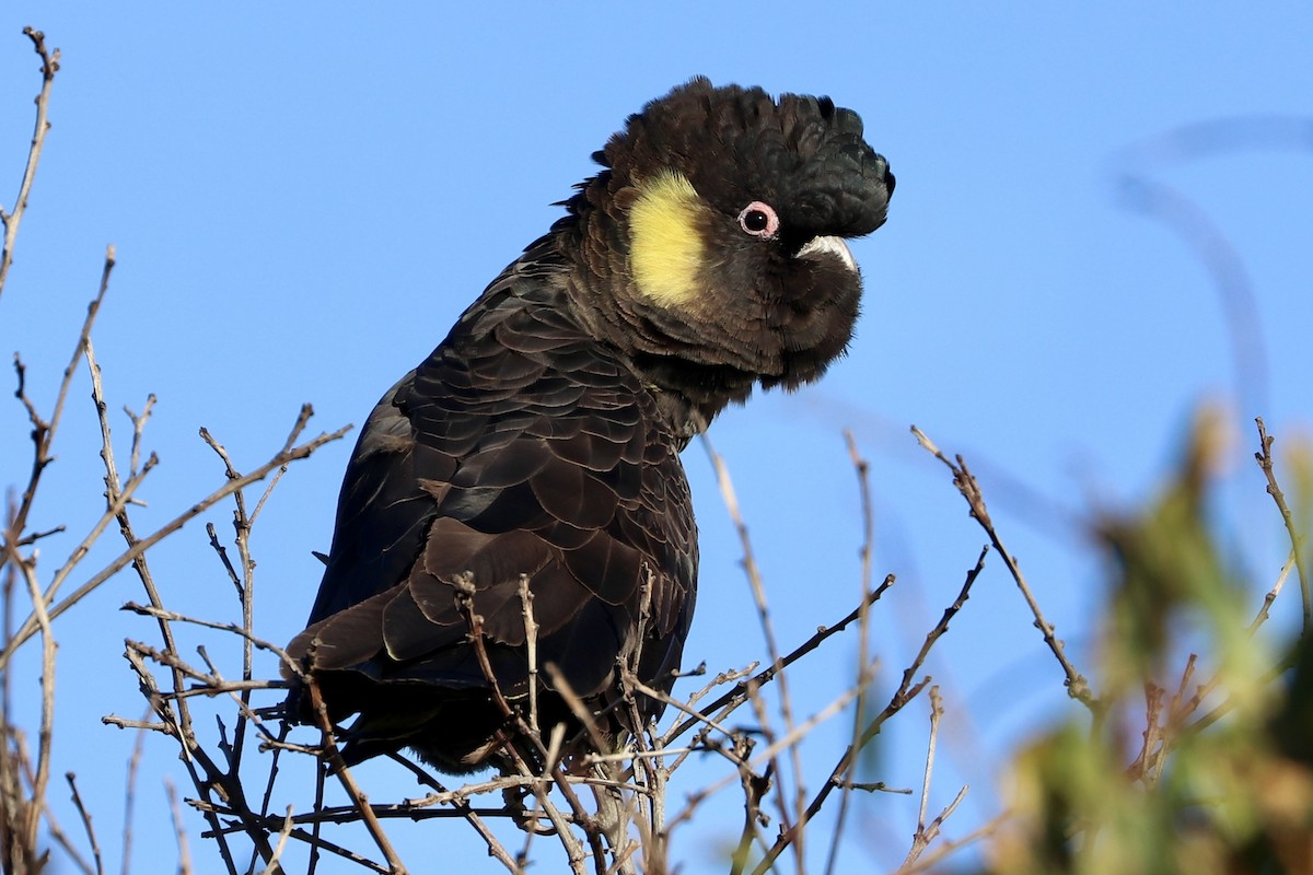 Yellow-tailed Black-Cockatoo - ML636492847