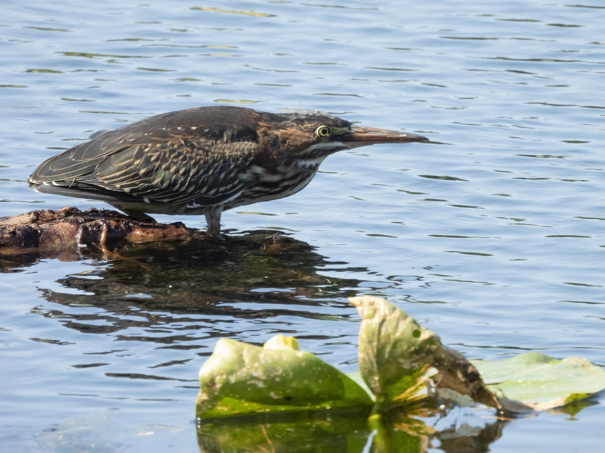 Green Heron - ML636492945
