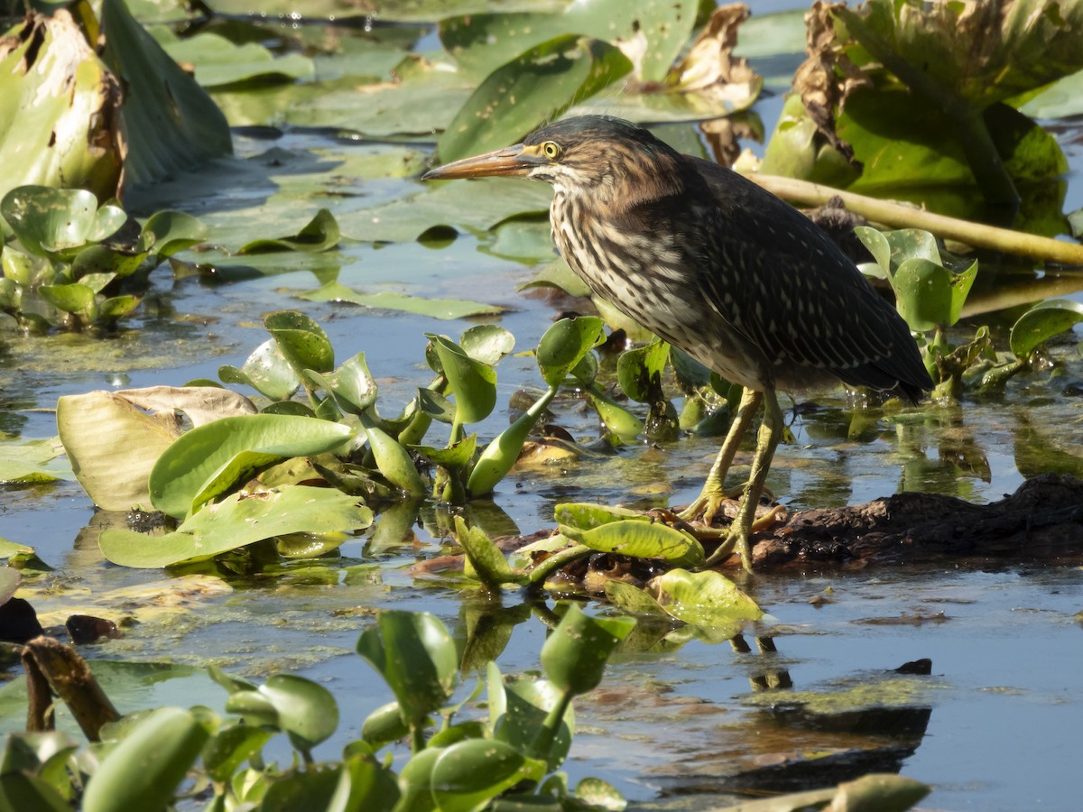 Green Heron - ML636492946