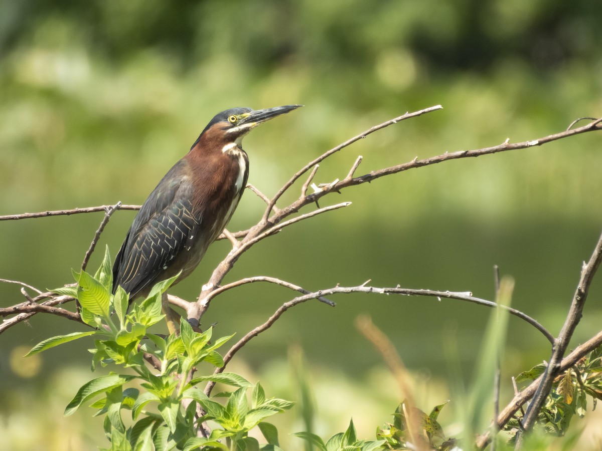 Green Heron - ML636492947