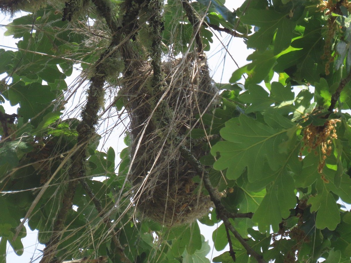 Bullock's Oriole - ML636493014