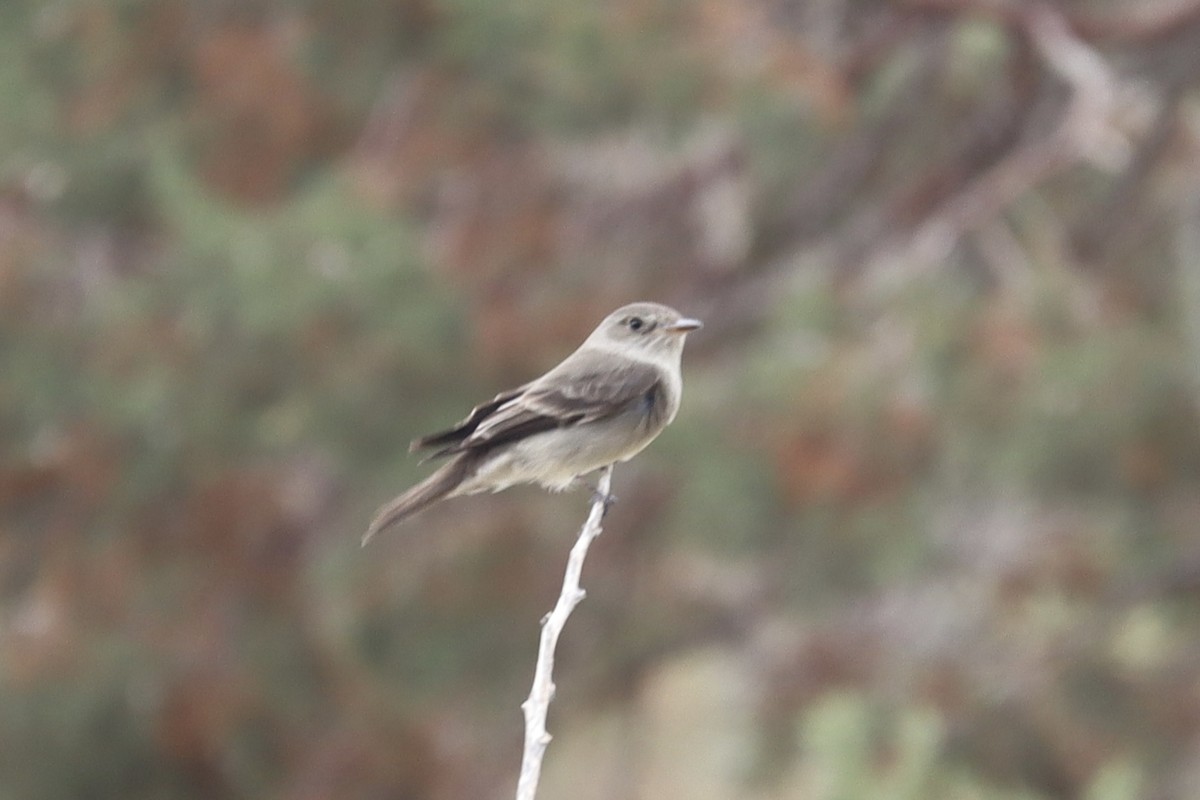 Western Wood-Pewee - ML636493231