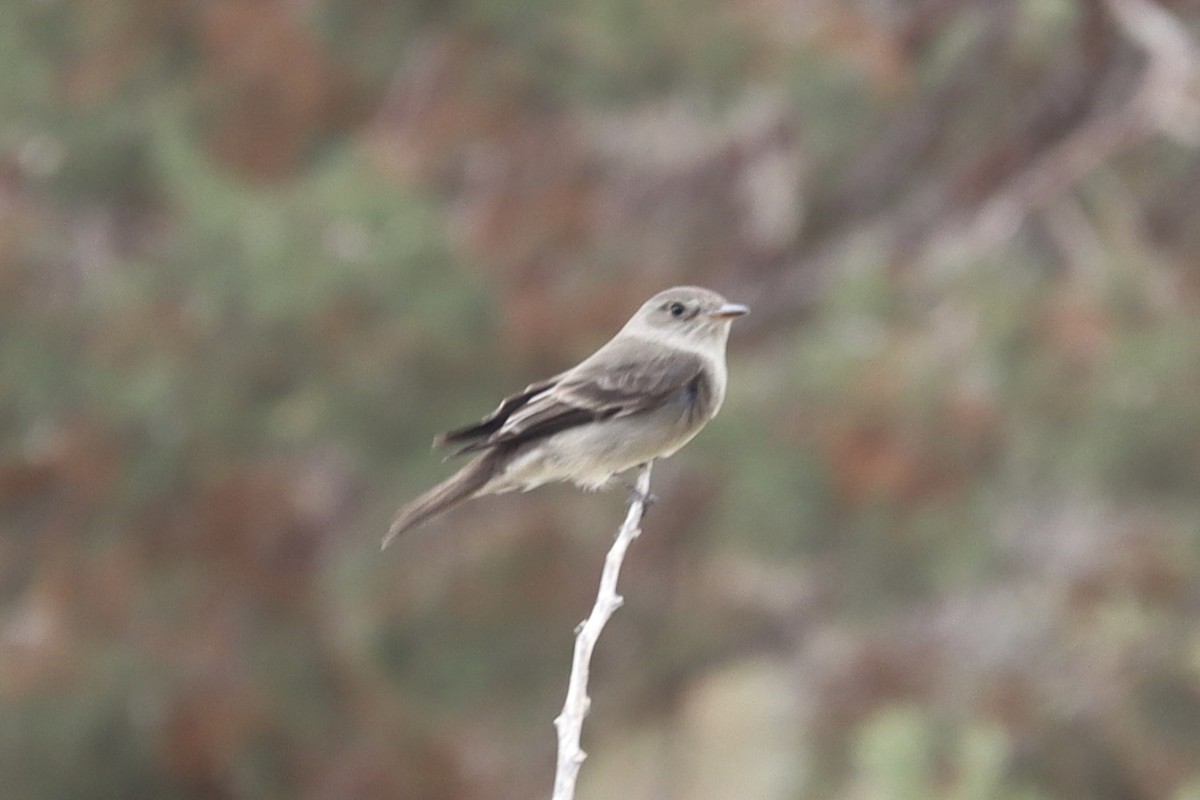 Western Wood-Pewee - ML636493232