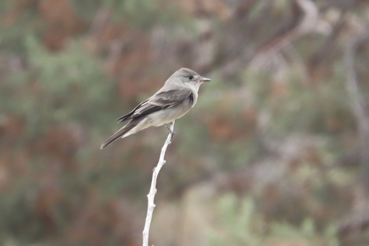 Western Wood-Pewee - ML636493233