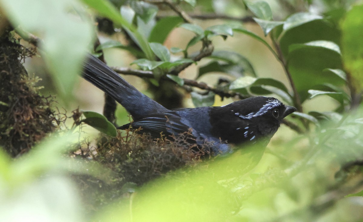 Buff-breasted Mountain Tanager - ML636493290